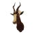 Blesbok Antelope Mount Bust Head For Sale
