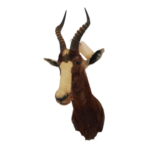 Blesbok Antelope Mount Bust Head