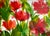 Paper Original Watercolor Painting “Red Tissue Poppies” For Sale - Image 7 of 8