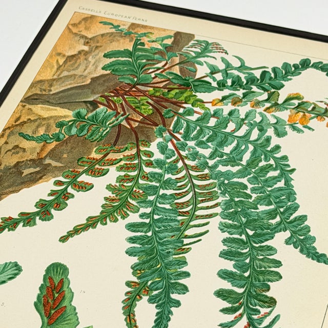 19th-Century European Fern Gallery | Set of 16 Framed Botanical Prints For Sale - Image 11 of 12
