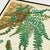 19th-Century European Fern Gallery | Set of 16 Framed Botanical Prints For Sale - Image 11 of 12