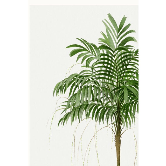 Green Royal Palm Study, Vintage Botanical Art Print Reproduction, 16" X 24" For Sale - Image 8 of 10
