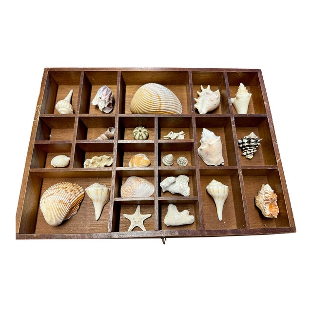 Antique Drawer With Shell Collection For Sale