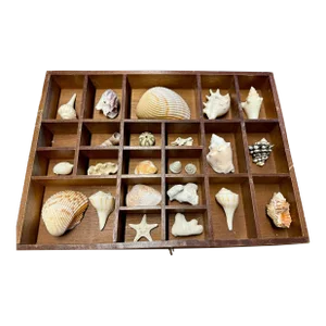 Antique Typewriter Drawer With Shell Collection