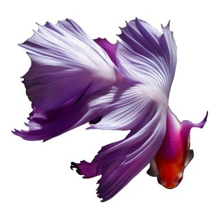 "Betta 102 B" Photograph by Michael Filonow For Sale