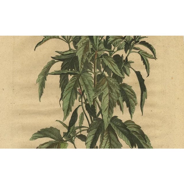This antique print, titled "Sesamum Persicum Trilobatum Foetidum," depicts the Sesame plant (Sesamum indicum), known for...