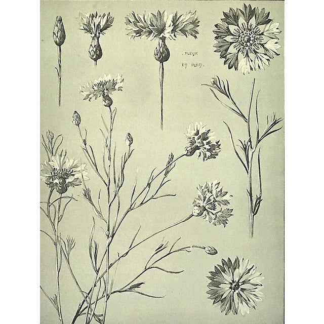 1902 Set of 3-Antique French Botanicals- Phlox, Bluets, Mallow, Documentation For Sale - Image 12 of 14