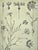 1902 Set of 3-Antique French Botanicals- Phlox, Bluets, Mallow, Documentation For Sale - Image 12 of 14