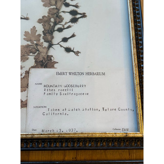 Brown Vintage Emery Whilton Herbarium Botanical Prints - A Set of 4 For Sale - Image 8 of 11
