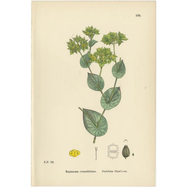 Paper After Sowerby, English Botanical British Wildflowers, 1902, Prints, Set of 6 For Sale - Image 7 of 9