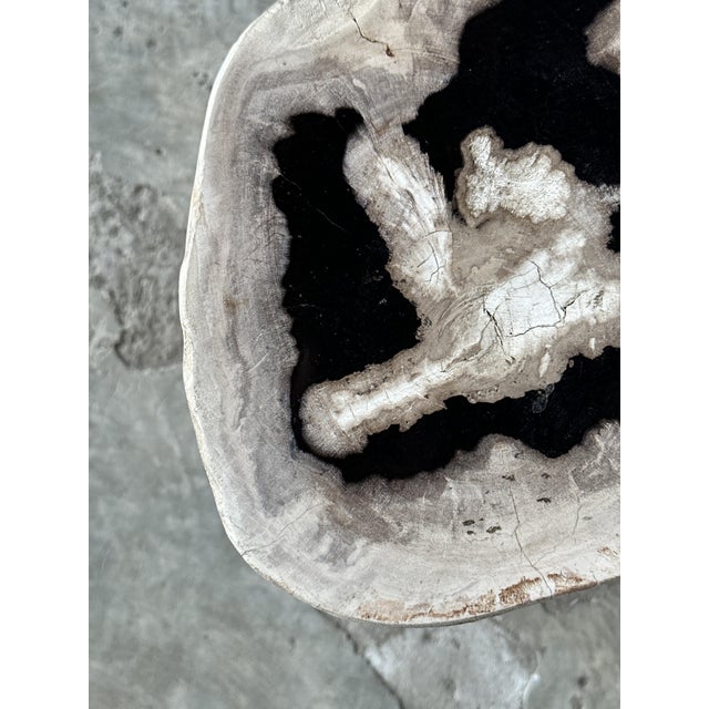Side Table in Petrified Wood For Sale - Image 13 of 18