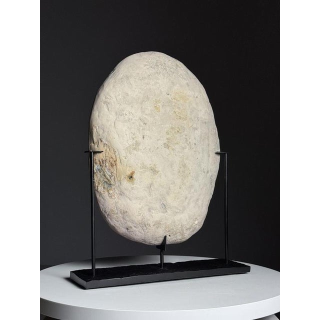 Beautiful septaria nodule cross-section on a metal stand. Septaria nodules are fossilized mud bubbles and are about 50 to...