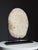 Beautiful septaria nodule cross-section on a metal stand. Septaria nodules are fossilized mud bubbles and are about 50 to...