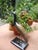 Mid-Century Modern Crane Heron in Marble Mosaic, 1950s For Sale - Image 3 of 17