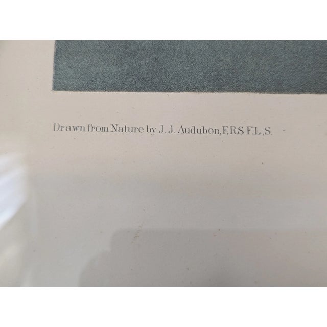 Blue 1860's Audubon Original Print of Crested Grebe, J.Bien, Ny in Black Forest Frame For Sale - Image 8 of 12