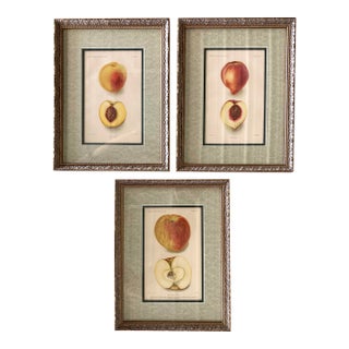 Antique Department of Agriculture Framed Botanical Apple and Peach Lithographs-Set of 3 For Sale