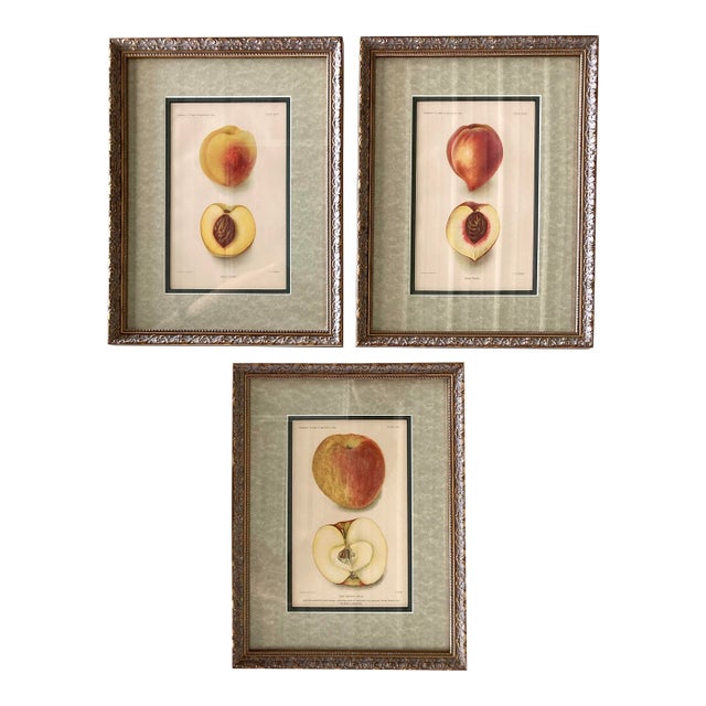 Antique Department of Agriculture Framed Botanical Apple and Peach Lithographs-Set of 3 For Sale