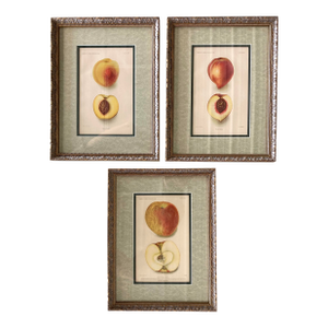 Antique Department of Agriculture Framed Botanical Apple and Peach Lithographs-Set of 3