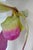 C. 2015 Original Artist Jurgen Reichert "Paphiopedilum Mirabilis" - Silicone Orchid, Light Wall Sculpture For Sale - Image 11 of 18