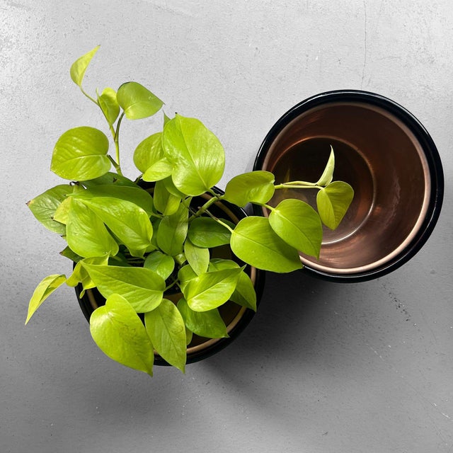 Set of Japanese Hibachi, Negoro-Nuri, 1950s, Set of 2 For Sale - Image 6 of 18