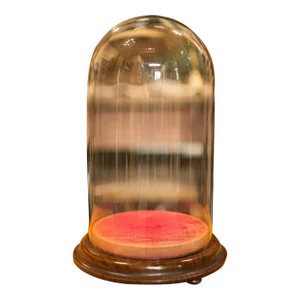 1850s Victorian Antique English Display Dome, Glass, Walnut, Taxidermy, Collectibles