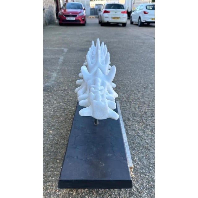 Hand-Carved Marble Vertebrae Sculpture on Marble Base For Sale - Image 13 of 16
