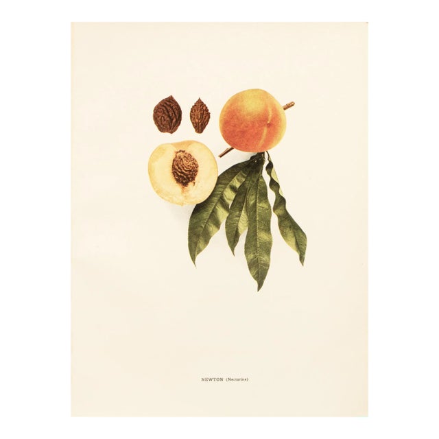 1900s U. P. Hedrick, Original Antique Photogravure of Newton (Nectarine) Peaches For Sale