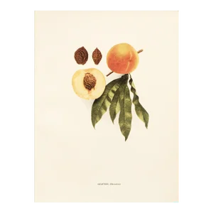 1900s U. P. Hedrick, Original Antique Photogravure of Newton (Nectarine) Peaches