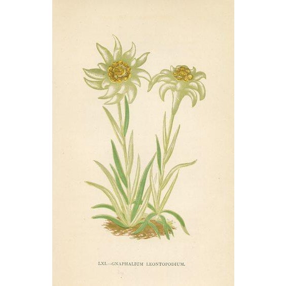 Illustration 1890s, Edelweiss Botanical Print, Flora of the Alps, Set of 4, Antique Botanical Prints, Lithographs, England For Sale - Image 3 of 5