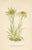 Illustration 1890s, Edelweiss Botanical Print, Flora of the Alps, Set of 4, Antique Botanical Prints, Lithographs, England For Sale - Image 3 of 5