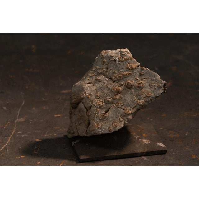Gold Rock Large Sculpture in Jurassic Natural Rock by Nerinea For Sale - Image 8 of 11