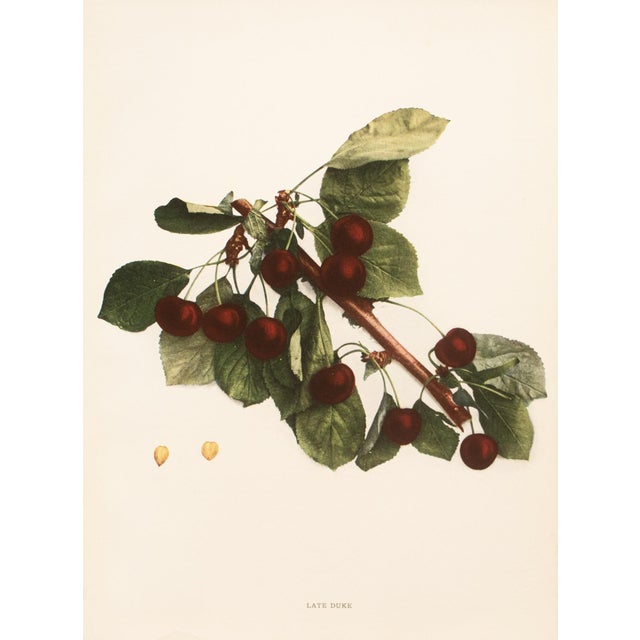 A magnificent original antique photogravure (print) of Late Duke Cherries by Ulysses Prentiss Hedrick (1870-1951). Superb...