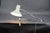 Vintage White Clip-on Adjustable Lamp attributed to Hurka for Napako, Czechoslovakia, 1970s For Sale - Image 13 of 14