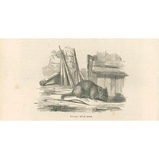 The Mouse is an original lithograph on ivory-colored paper, realized by Paul Gervais (1816-1879). The artwork is from The...