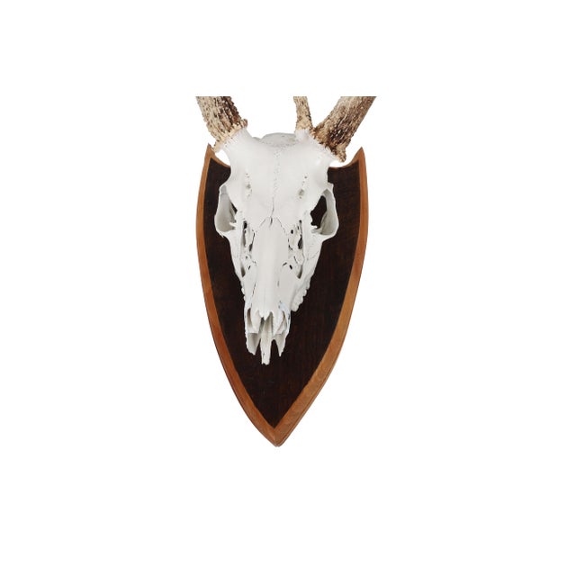 Mounted Atypical 9 Point Deer Skull - Abnormal Antlers For Sale - Image 10 of 11