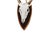 Mounted Atypical 9 Point Deer Skull - Abnormal Antlers For Sale - Image 10 of 11