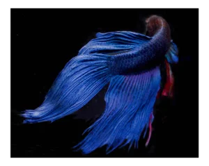 Blue "Beta 7" Photograph