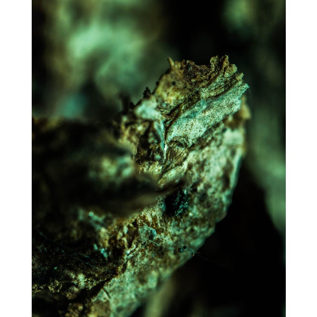 Marko Milić, Viper, Abstract Photography For Sale - Image 4 of 6