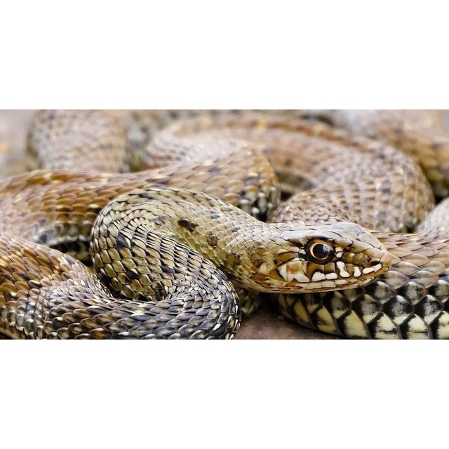 Saskia Van De Meeberg, Snake, Fine Art Print, 2023 For Sale - Image 6 of 6