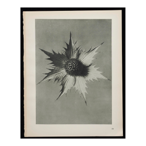 Original Karl Blossfeldt Photogravure Botanical Print