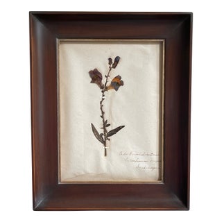 Antique Swedish Herbarium - Snapdragon, Circa Late 19th Century For Sale