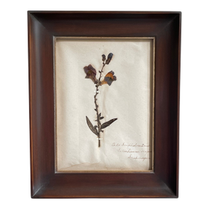Antique Swedish Herbarium - Snapdragon, Circa Late 19th Century