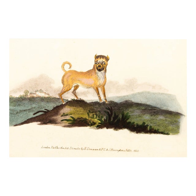 E. Donovan & F.C. & J. Rivington, Nature Illustration, Feb 1st 1820, Hand-Colored Copperplate Engraving For Sale