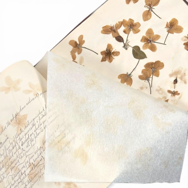 Realism c.1900 Herbarium Album With 26 Specimens, Hand-Drawn Studies & Calligraphic Manuscript For Sale - Image 3 of 12