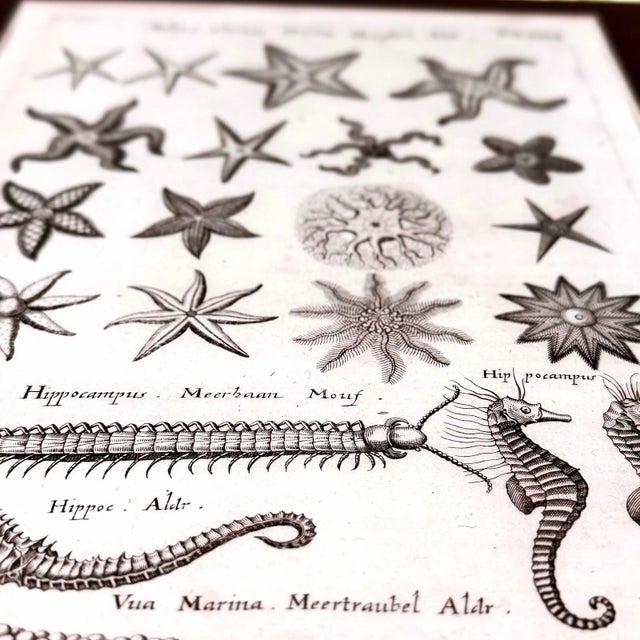 Brown c.1698 Antique Marine Natural History Engraving | Starfish & Seahorses | Archivally Matted 11x14 For Sale - Image 8 of 9