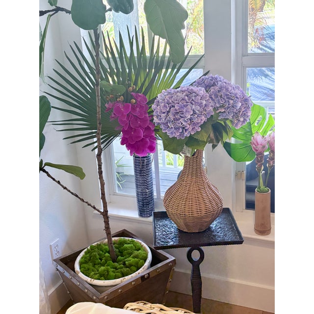 Coastal Palm Royale Orchid For Sale - Image 3 of 4