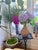 Coastal Palm Royale Orchid For Sale - Image 3 of 4