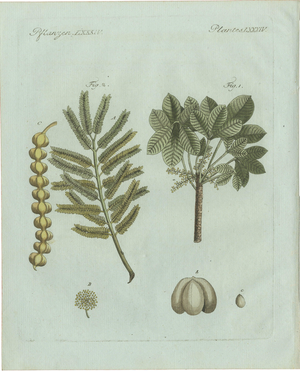 Bertuch, Manna Ash and Sarsaparilla, 1805, Engraving