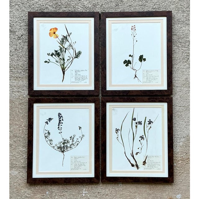 Vintage Botanical Herbarium Prints in Wood Frames - Set of 4 For Sale - Image 12 of 13