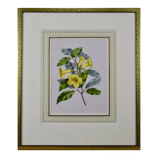 Yellow Trumpet Flowers: Hand-Colore Botanical Engraving by Joseph Paxton , 1834 For Sale